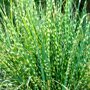 Miscanthus sinensis 'Strictus'